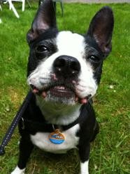 digital ID pet tag, pet recovery, pet tag, QR code dog tag